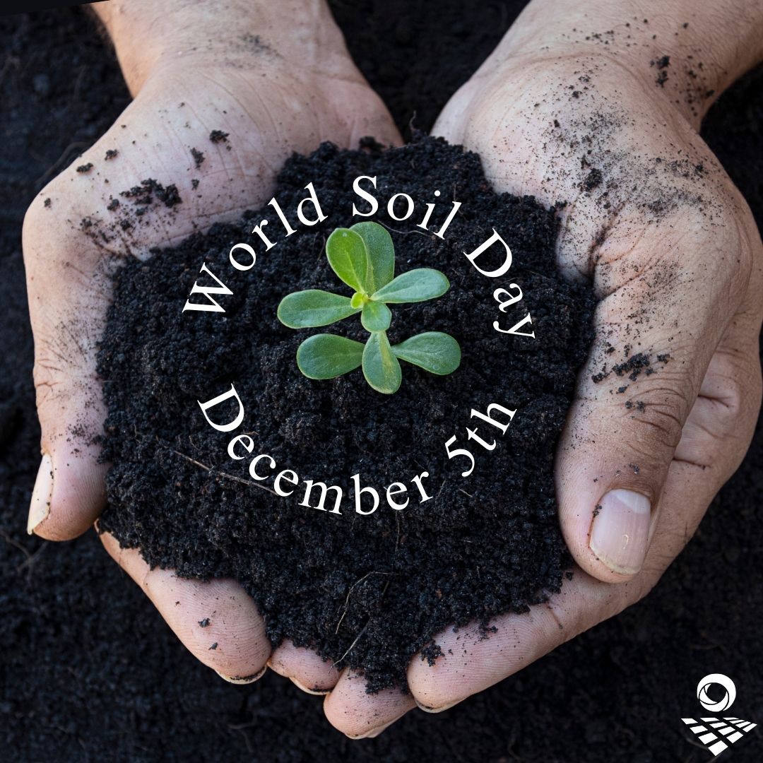 World Soil Day 2024: Celebrating the Essential Link Between Soil and Water