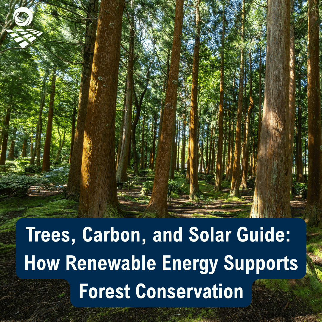 Trees, Carbon, and Solar: How Renewable Energy Supports Forest Conservation